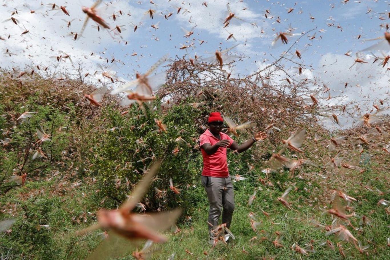 UN warns of food security after desert locust catastrophe in horn of Africa